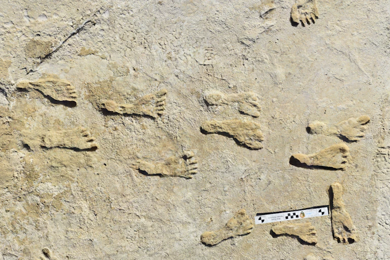 Fossil footprints on rock