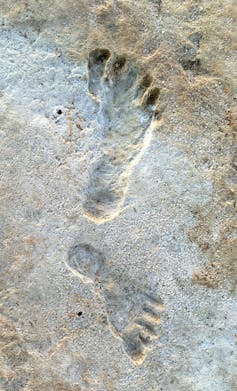 two fossil footprints