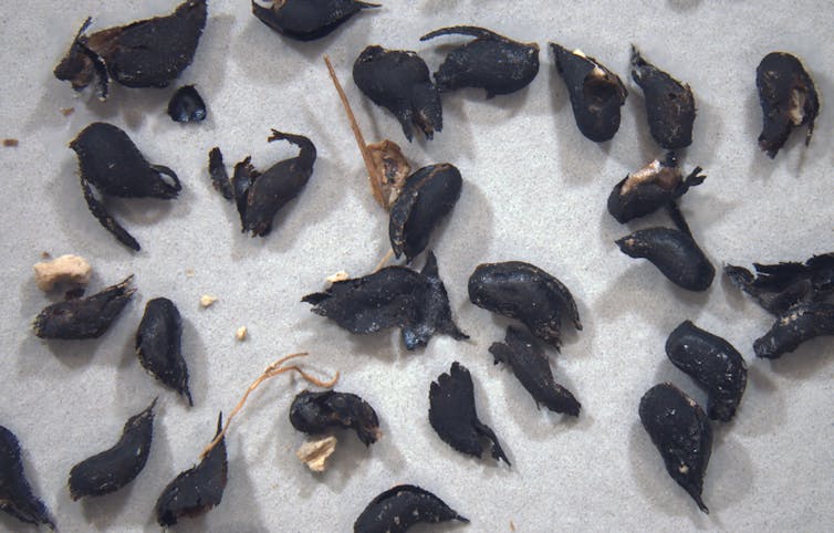 About two dozen small tadpole-shaped black seeds.