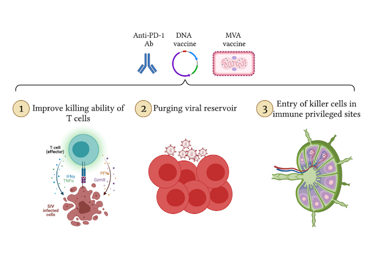 Diagram illustrating immune boosting outcomes of study.