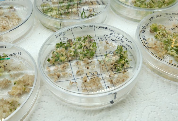 A petri dish with sprouting plant embryos that have been modified through the CRISPR-Cas9 editing process