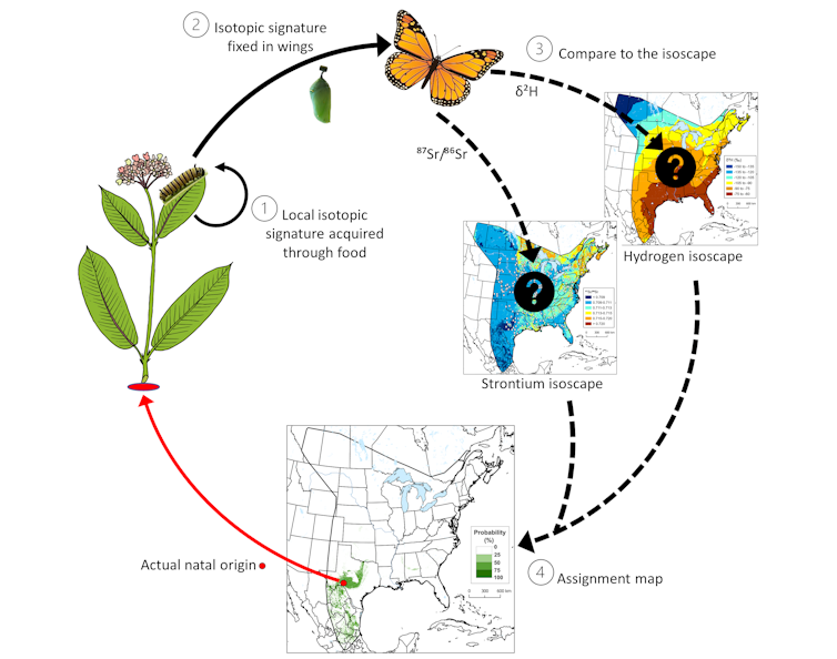 A diagram showing how isotope geolocation works