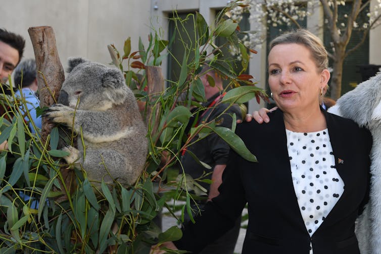 koala on branch with woman
