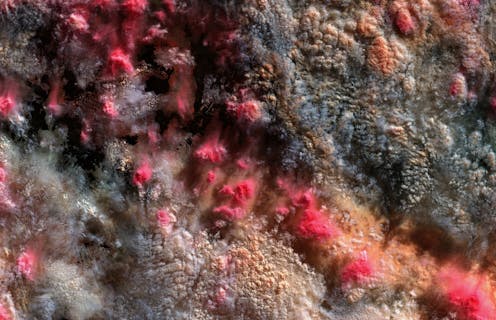 rejected satellite data gives a fresh view of our floating companions