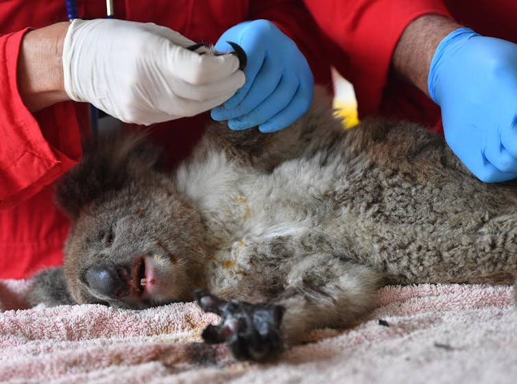 injured koala with gloved hands of carers