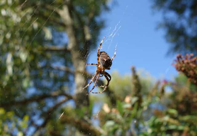 Images show spiderwebs around the world, not all found in Australia