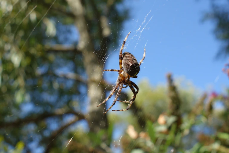 A spider's web