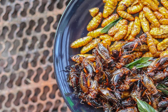 Los insectos, una nueva fuente de proteínas seguras, saludables y sostenibles