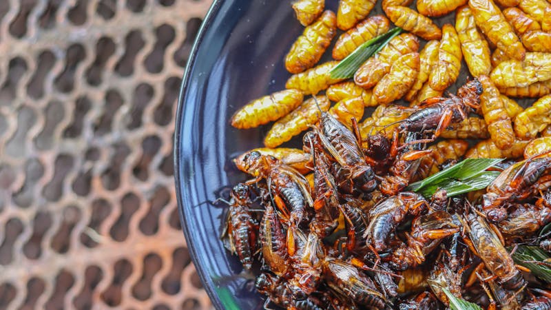 Los insectos, una nueva fuente de proteínas seguras, saludables y sostenibles
