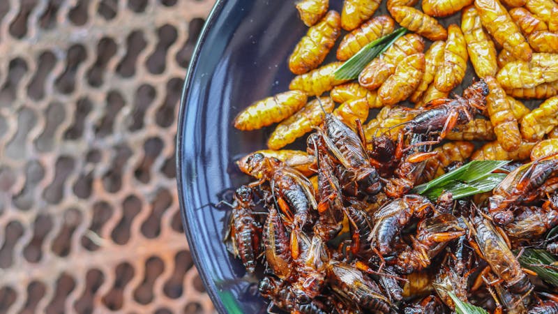 Los insectos, una nueva fuente de proteínas seguras, saludables y sostenibles Los insectos, una nueva fuente de proteínas seguras, saludables y sostenibles