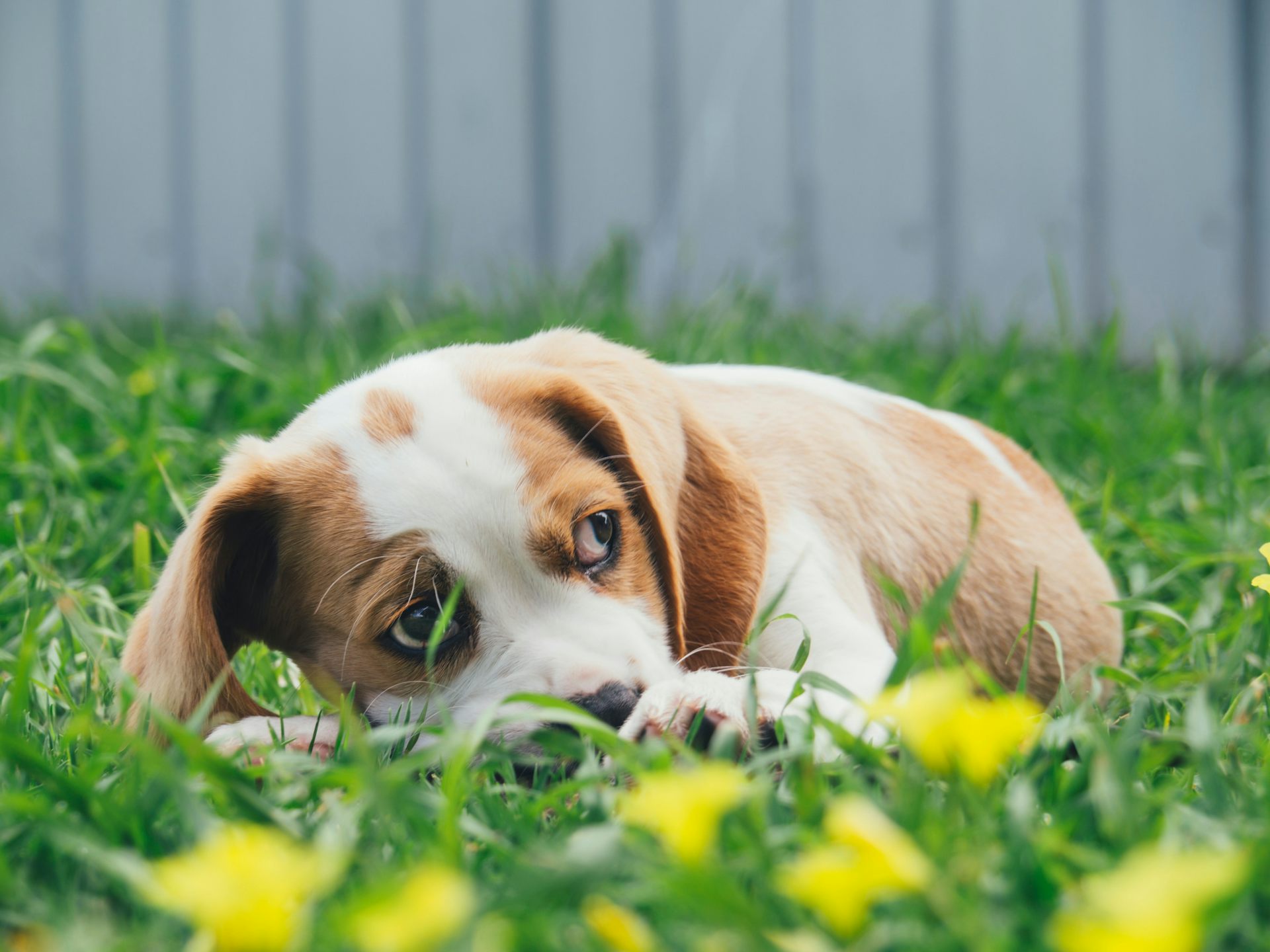 Can animals sense when an earthquake is about to happen