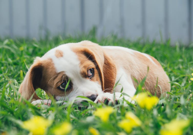 Puppy in grass looking nervous