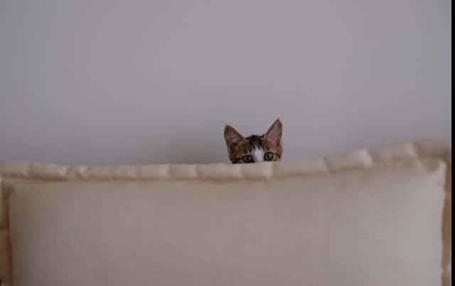 Kitten hiding behind cushion