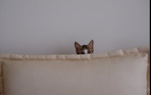 Can animals sense when an earthquake is about to happen?