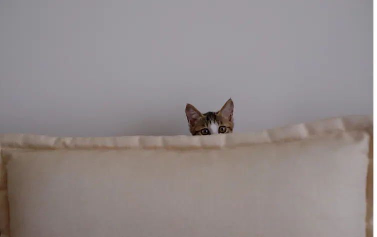 Gatto