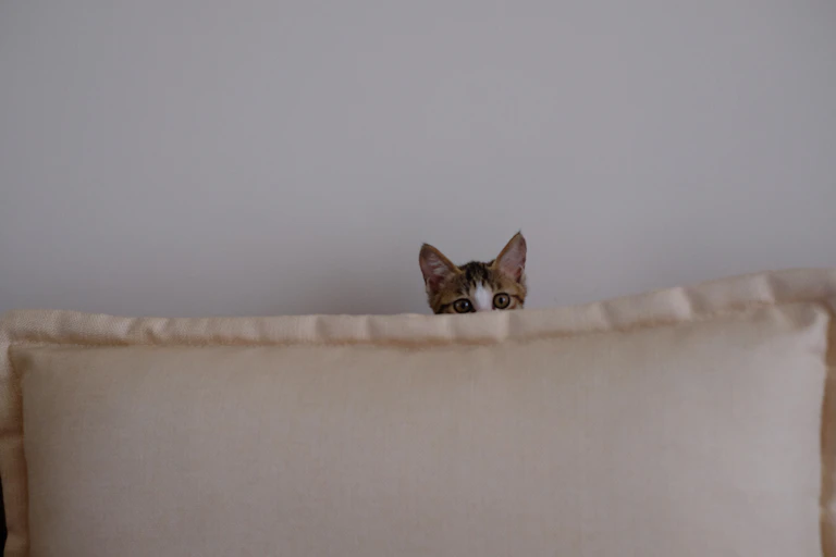 Kitten hiding behind cushion