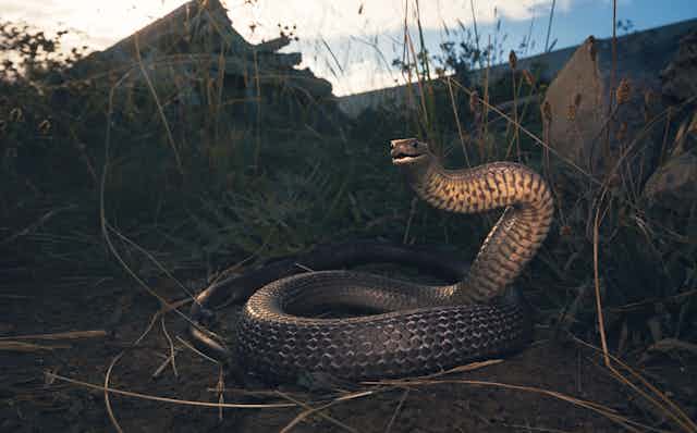 What's the name of this snake? : r/snakes