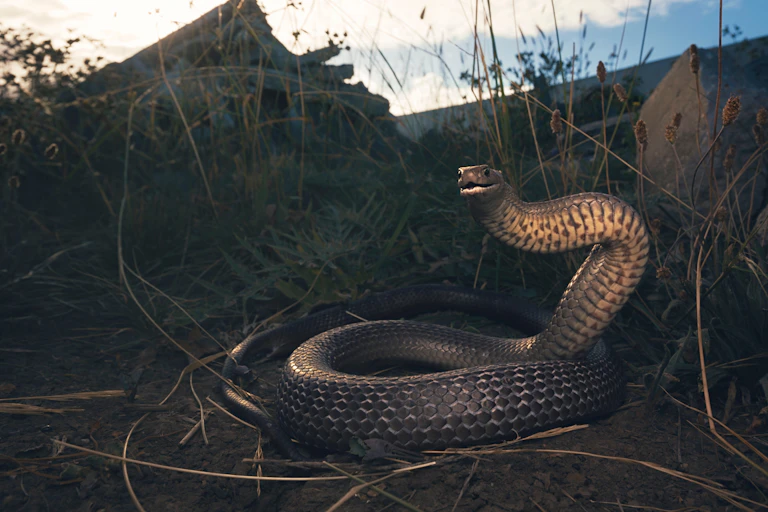 Snake near houses at dusk
