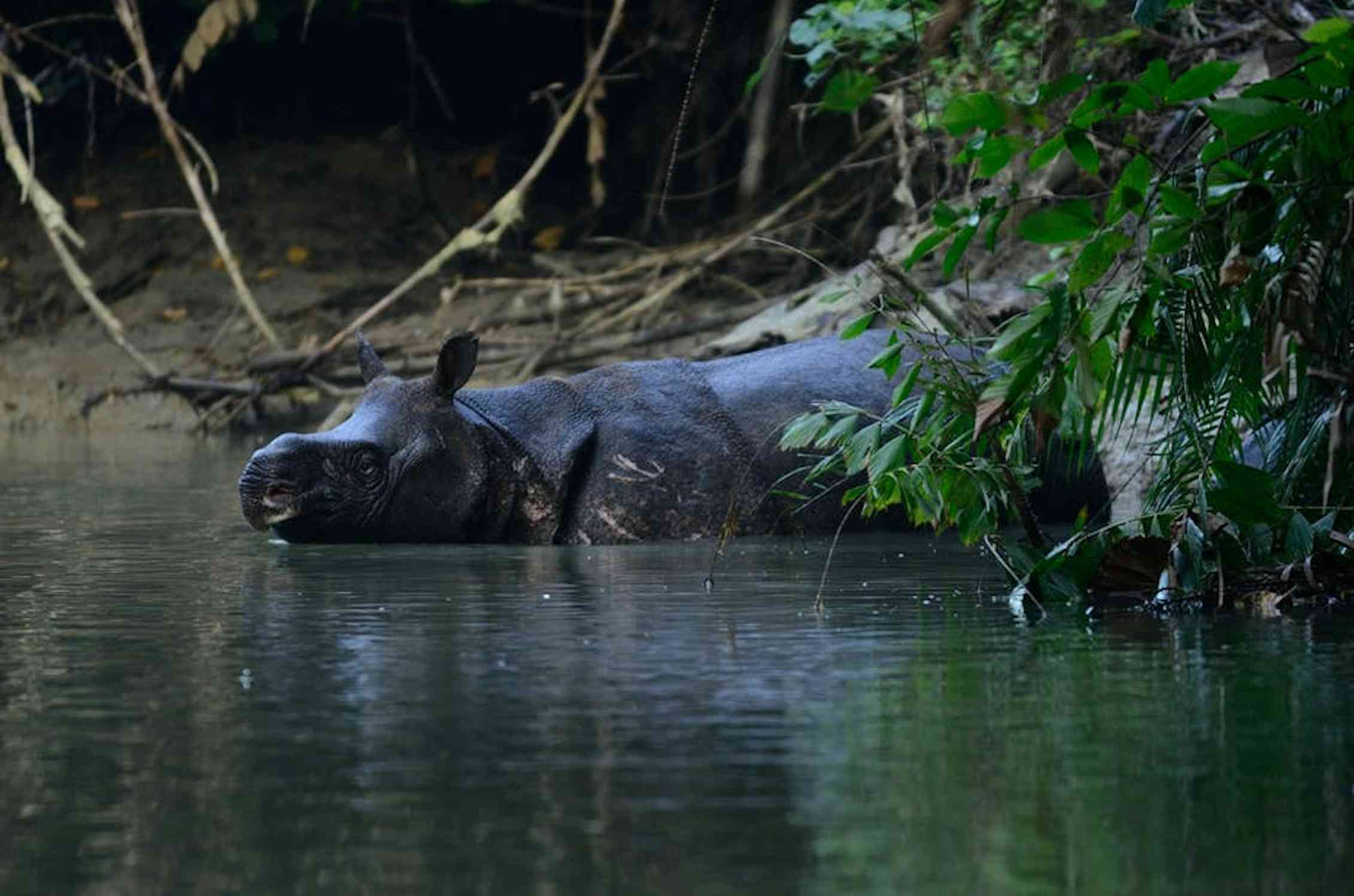 With the increased number of Javan rhinos, what is the next