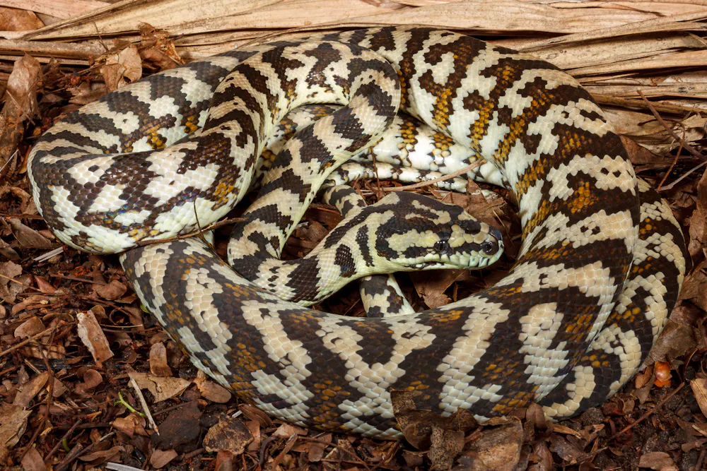 The sun’s shining and snakes are emerging, but they’re not out to get ...