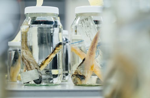 Old, goopy museum specimens can tell fascinating stories of wildlife history. Finally, we can read them
