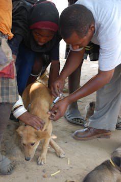 People injecting a dog