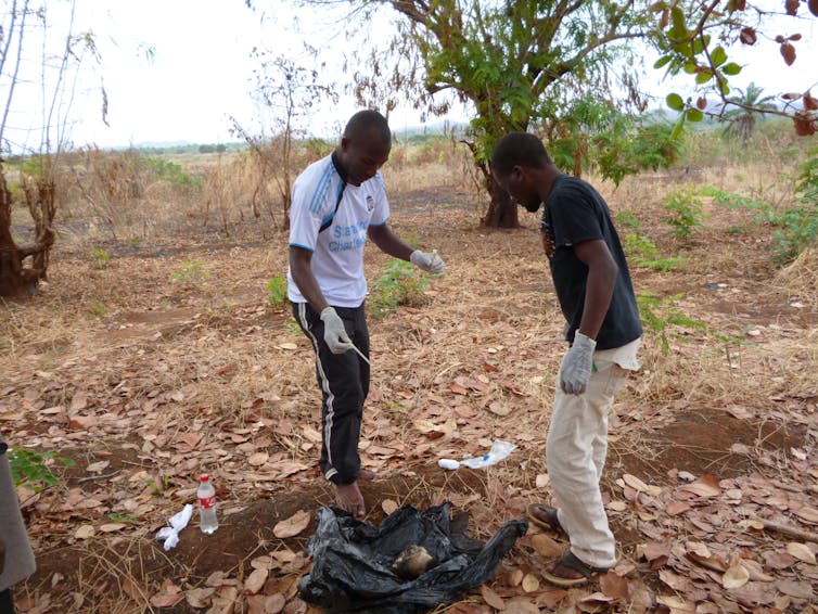 Researchers collecting sample from a jackal head surrounded by trees and the ground.