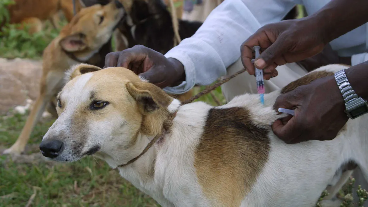 Dog No Rabies How Early Can Dogs Get Rabies Vaccine