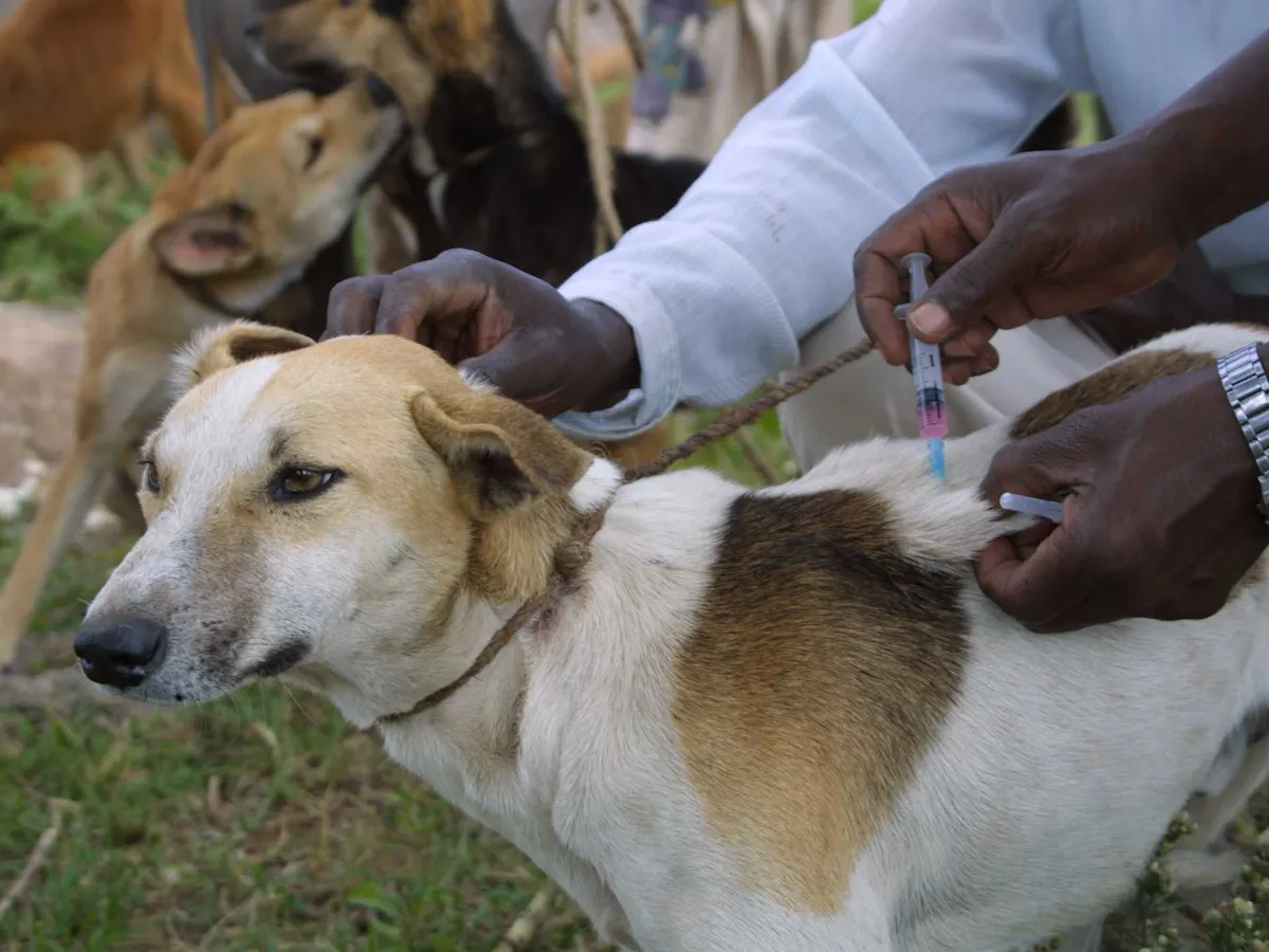 Dogs Getting Rabies How Important Are Rabies Shots For Dogs