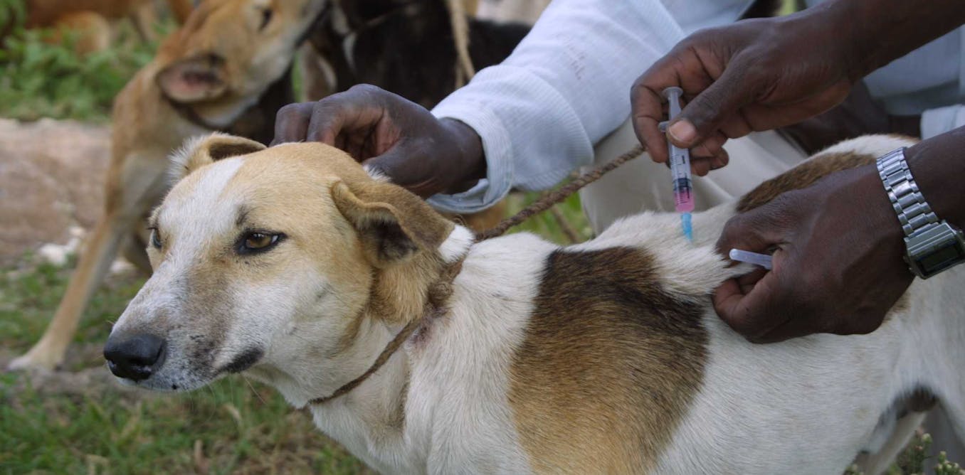 Vaccinating domestic dogs reduces rabies in the wild. Why this matters