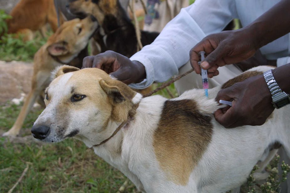 a close up of a dog getting vaccinated 