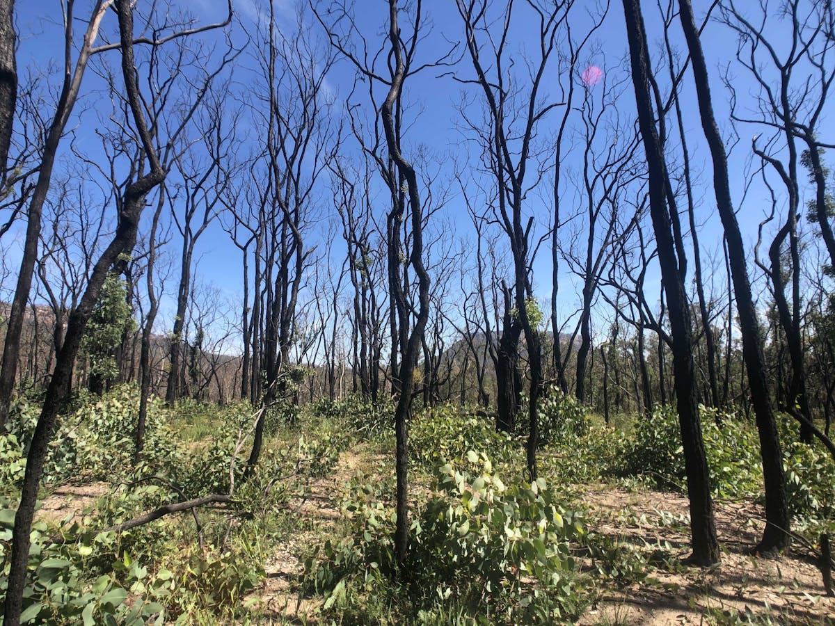 El cambio climático está poniendo a prueba la resistencia al fuego de los  bosques autóctonos