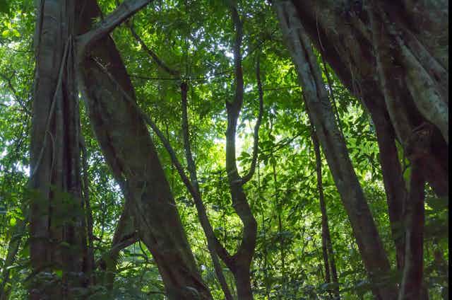 Light filters through foliage and tree trunks.