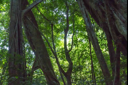 Mexican communities manage their local forests, generating benefits for humans, trees and wildlife