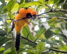 Orange and black bird on a branch.