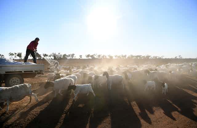 farmer throws feed to sheep