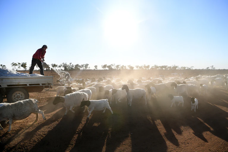 farmer throws feed to sheep