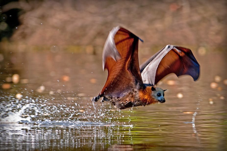 Climate Tens Of Thousands Flying Fo Dead In A Day Heat Relief On Hot Days Flying Fo Like This Grey Headed Fox Dip Their Bellies Into Water To Cool Down Nick Edards Cc By Nc Nd