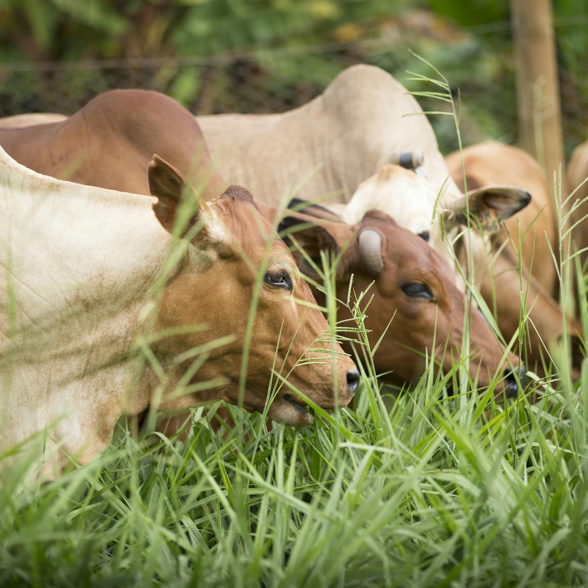 A grass native to Africa could transform the continent's dairy yields.  Here's how