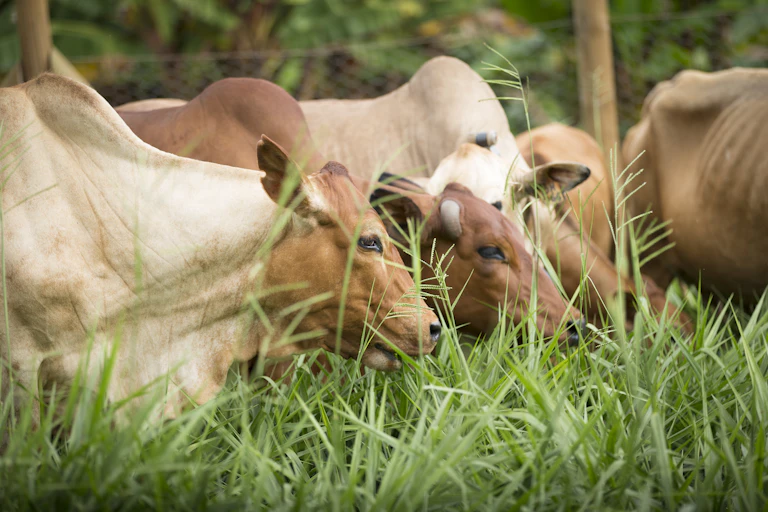 A small herd of cows, ranging in colour from light to dark brown, and with distinctive humps below their shoulders, eat lush green grass.