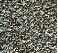 A close-up view of many small seeds all clustered together.