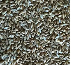 A close-up view of many small seeds all clustered together.