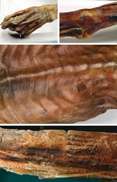 Four images showing tattooed lines on the mummy of Ötzi the Iceman