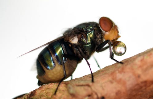 Do flies really throw up on your food when they land on it?