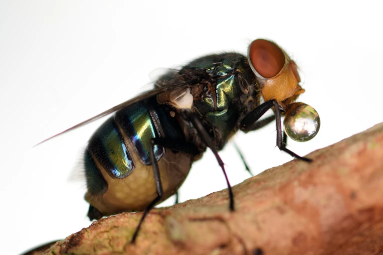 fly with a bubble of liquid on its mouth