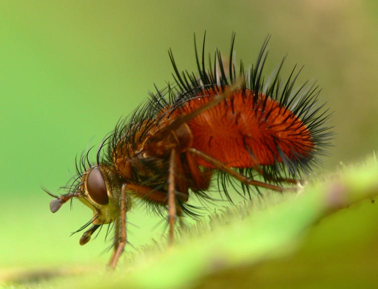 closeup of a reddish insect with bristly black hairs on its body