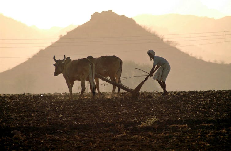 man in field with cow