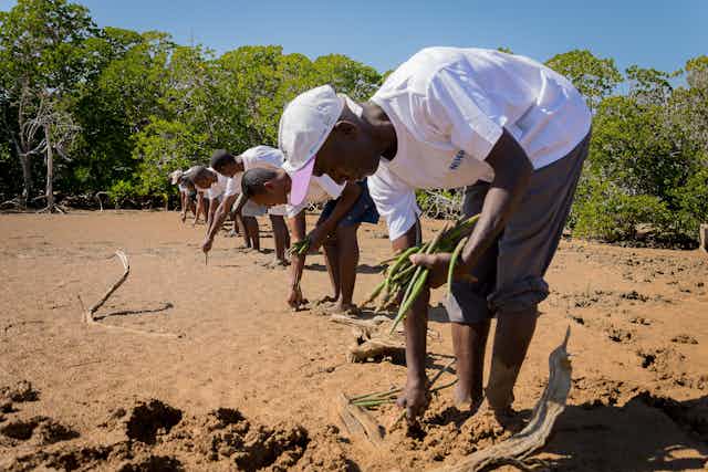 Mangrove reforestation project in Belo-sur-Mer, southwestern Madagascar