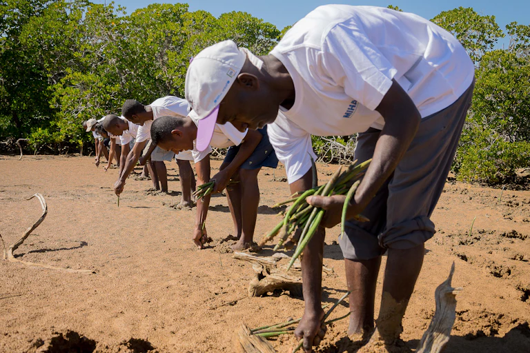 Mangrove reforestation project in Belo-sur-Mer, southwestern Madagascar