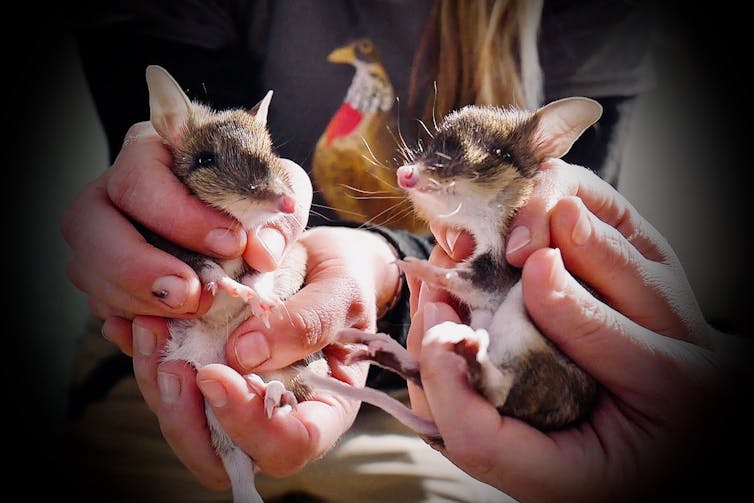 hands holding bandicoot joeys